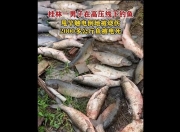 男子在高压线下钓鱼，甩竿触电倒地被烧伤！4000多斤鱼被电死