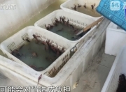 南京网红店“兄弟龙虾”用酸臭溶液洗虾、多日不换水，市场监管部门已责令其停业整改